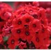 Флокс Phlox Tequila Sunrise